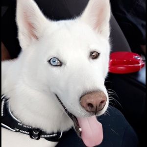 Meet your Posher, Anslie